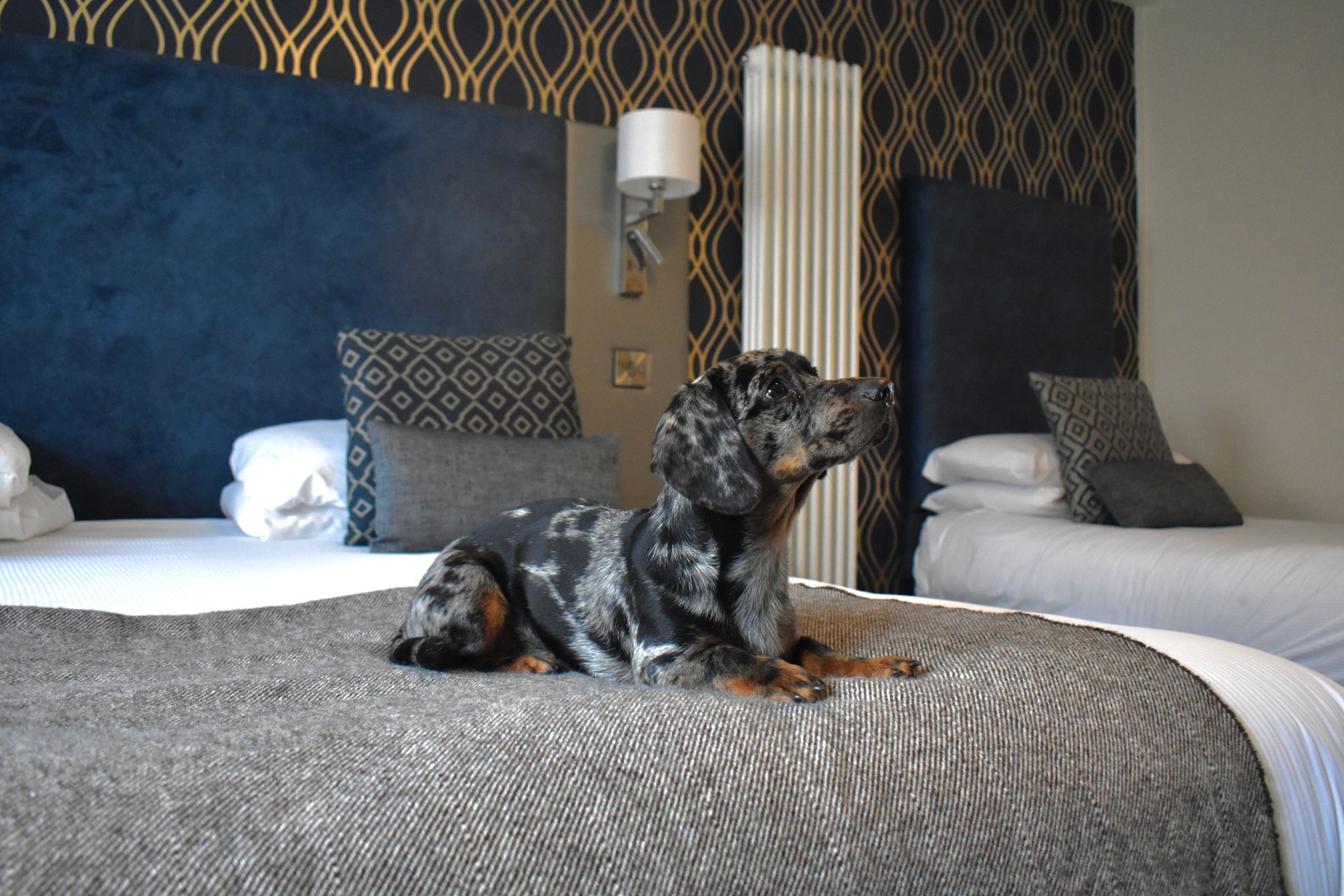 A dog lying on a bed in a room with patterned wallpaper and a lamp.