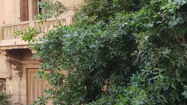 Unclassified image, 1 of 37, button - Caesar hostel (Alexandria)
