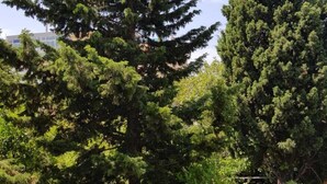 Garden - Residential Complex in Becici (Becici)