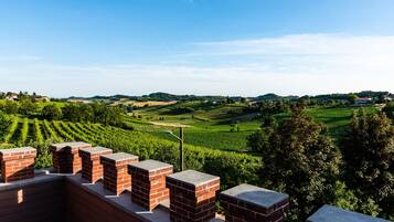 A vineyard landscape with brick structures in the foreground.