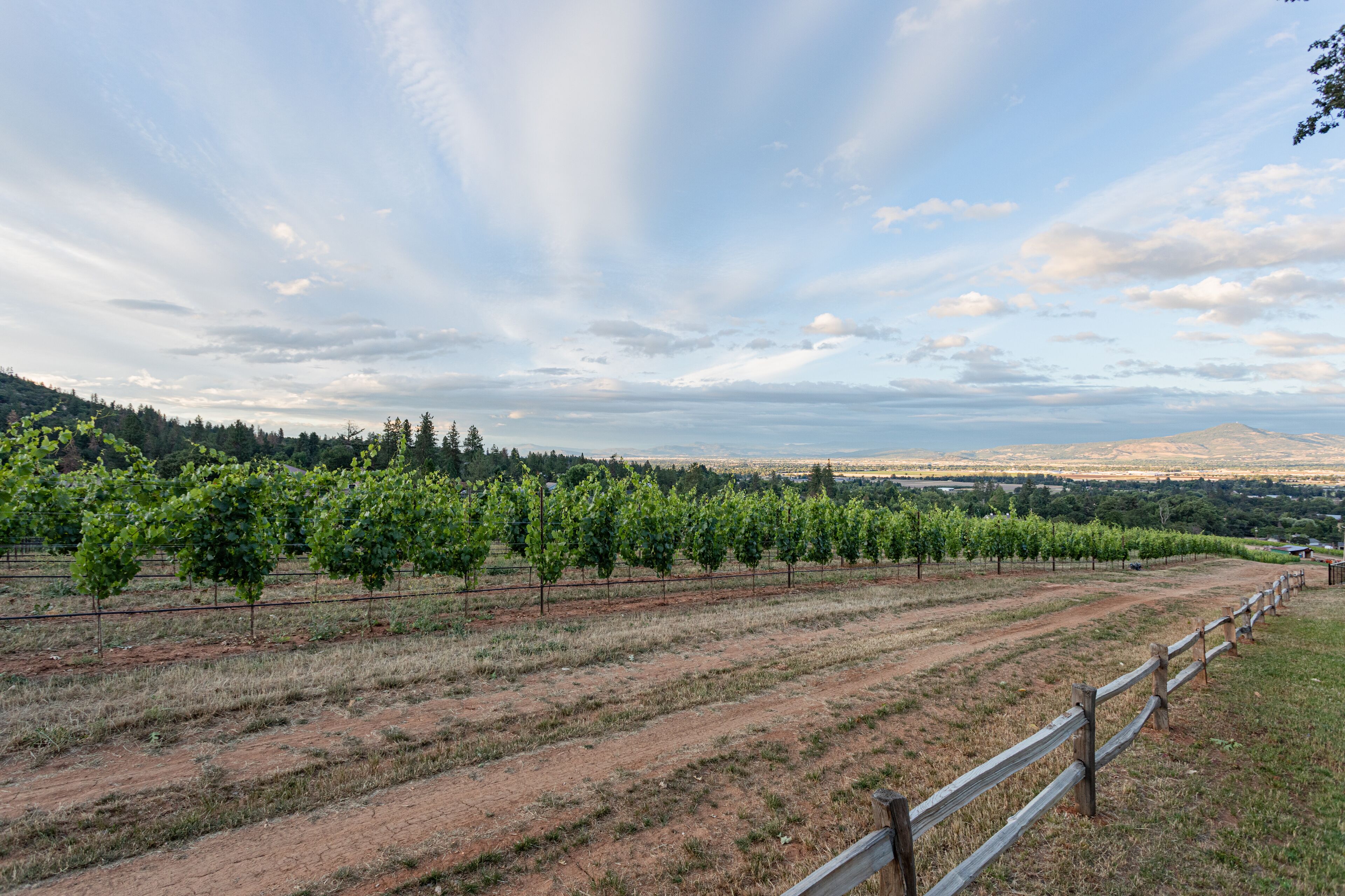 A vineyard with rows of grapevines and a dirt path.