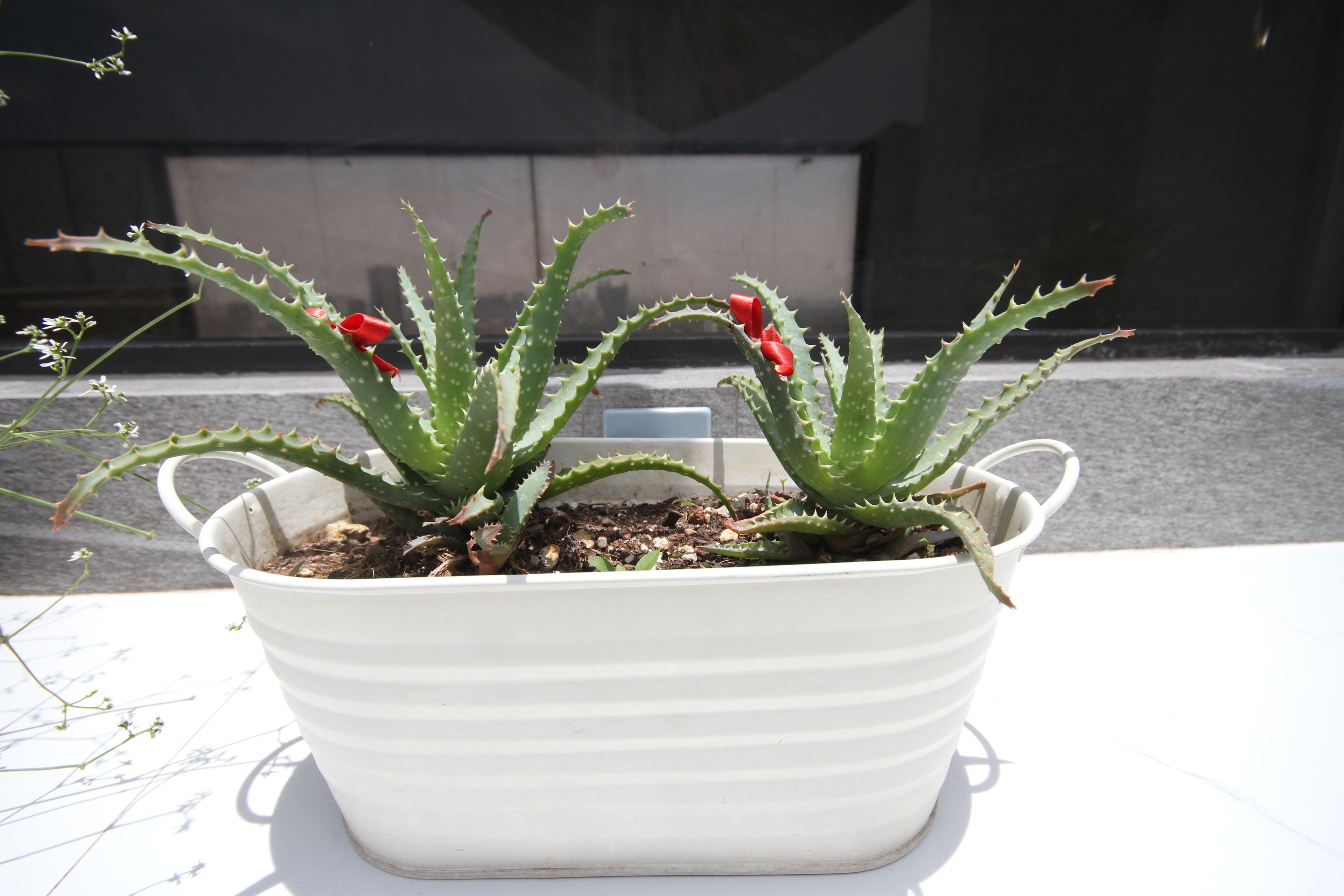 Punakukkainen aloe vera -kasvi istutettu valkoiseen ruukkuun, ja ruukku on pöydällä.