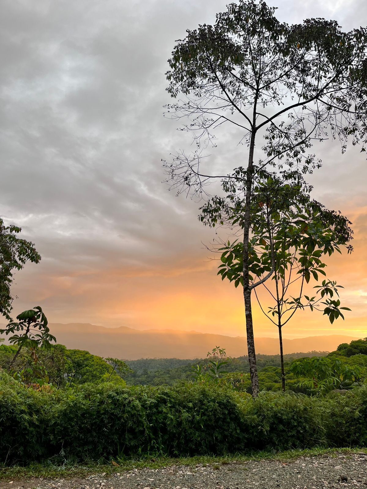 Un paisaje con un árbol destacado y una vista del horizonte.