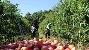 A fruit orchard with workers harvesting apples.