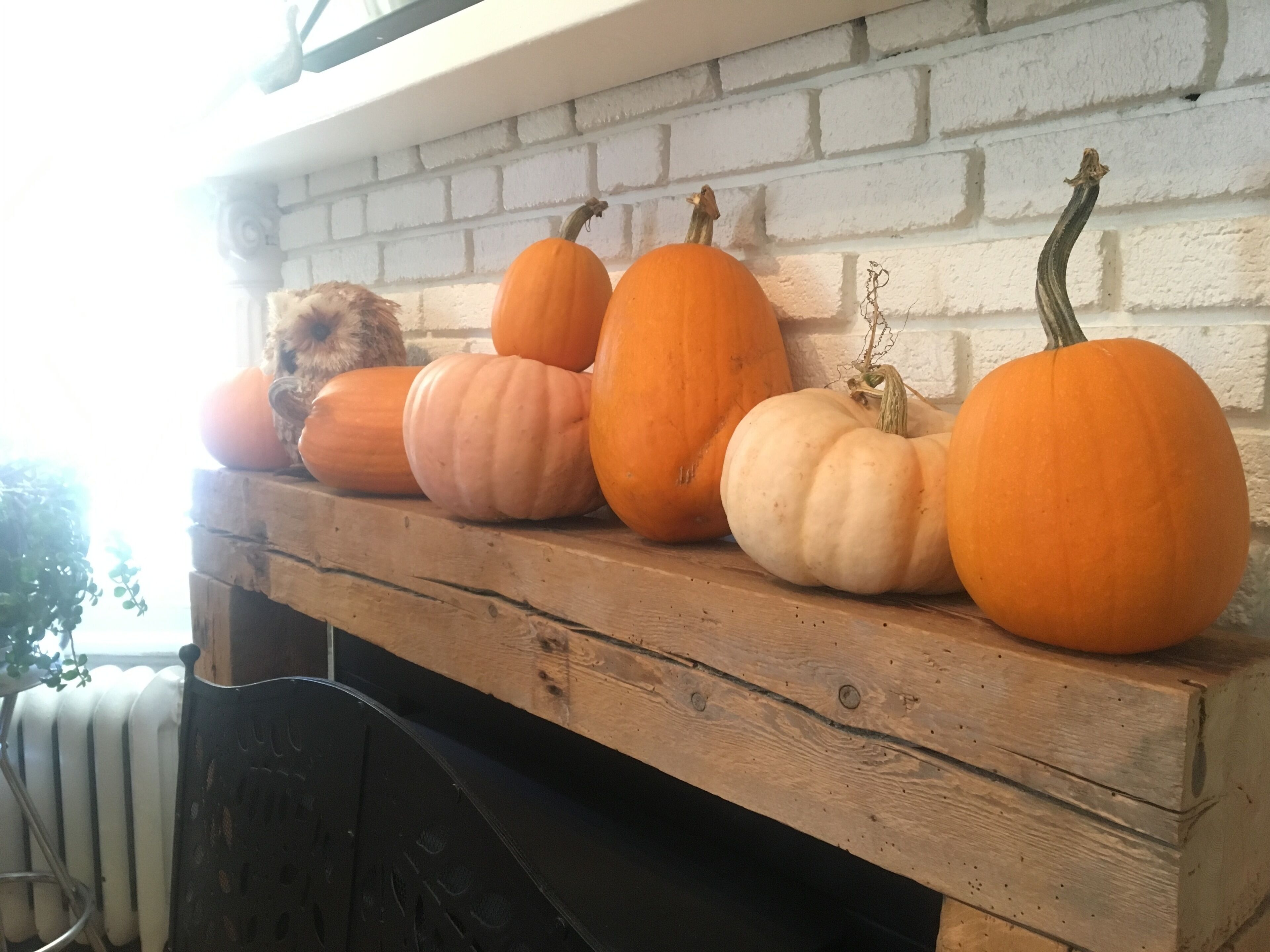 Una repisa de madera con calabazas frente a una pared de ladrillo blanco.