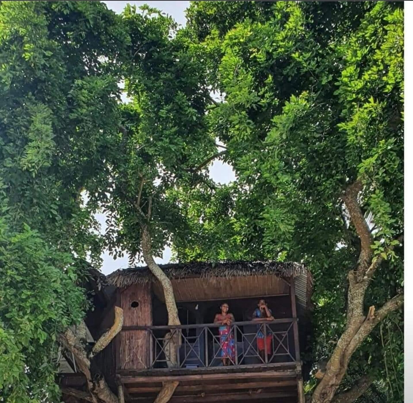 A treehouse with a thatched roof and a wooden balcony.