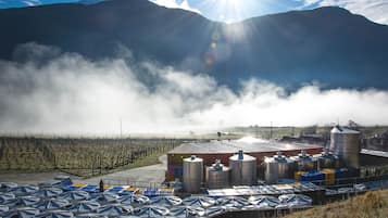 A vineyard with rows of grapevines and a building with large cylindrical silos.