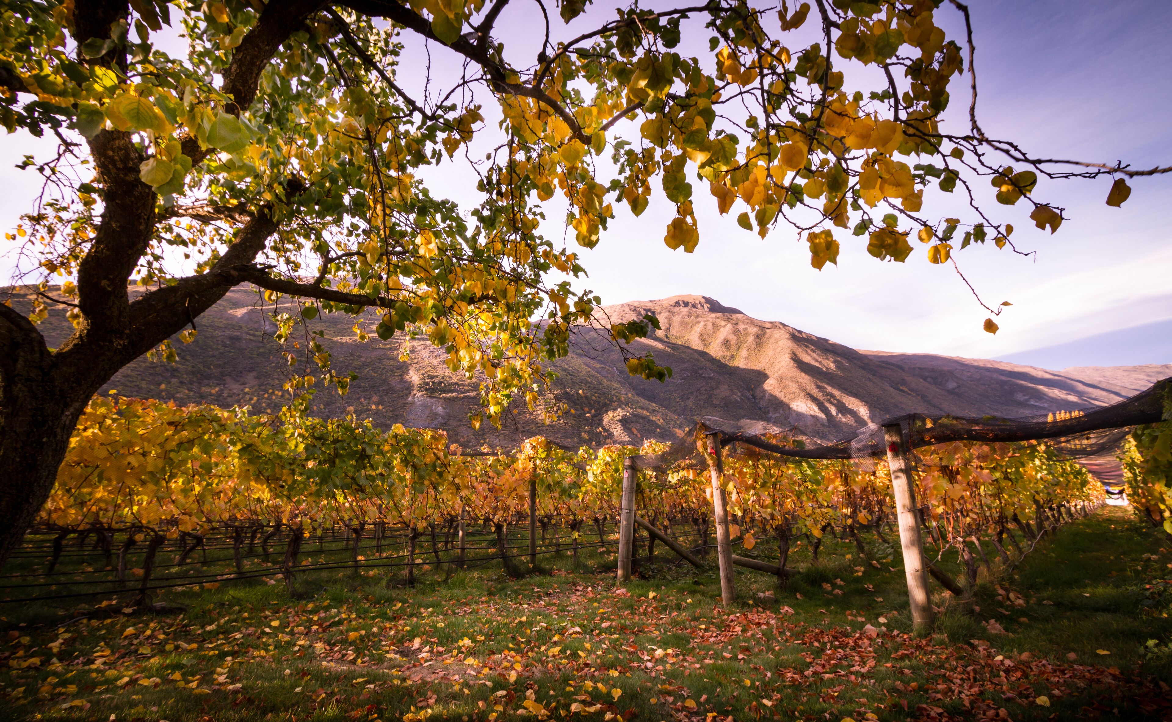 Un vignoble avec des rangées de vignes et une montagne en arrière-plan.