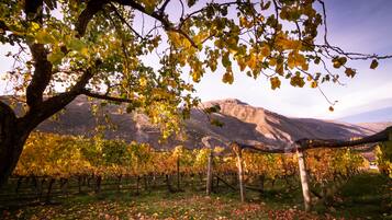 Un vignoble avec des rangées de vignes et une montagne en arrière-plan.