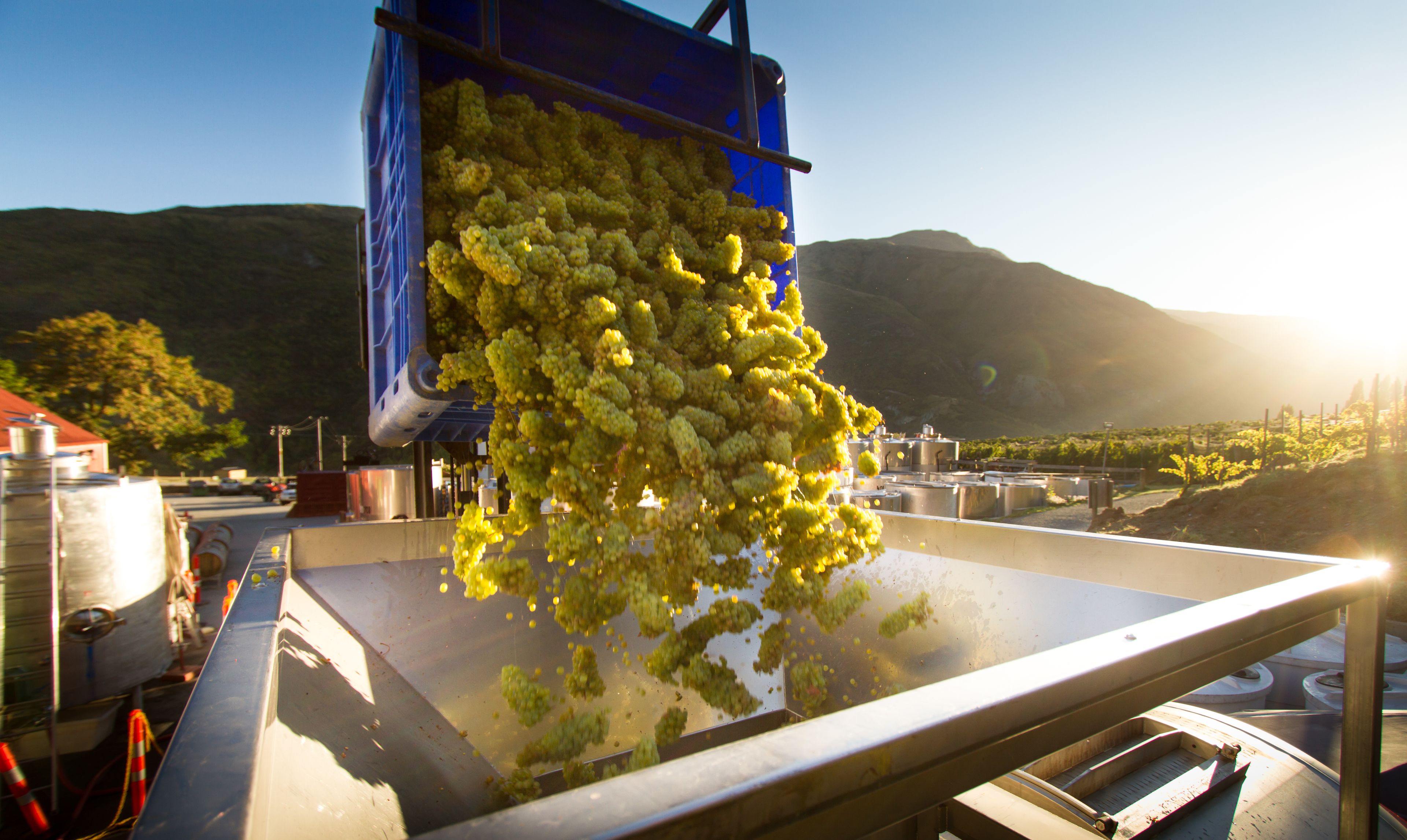 A mechanical grape press with grapes being processed.