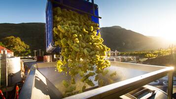 A mechanical grape press with grapes being processed.