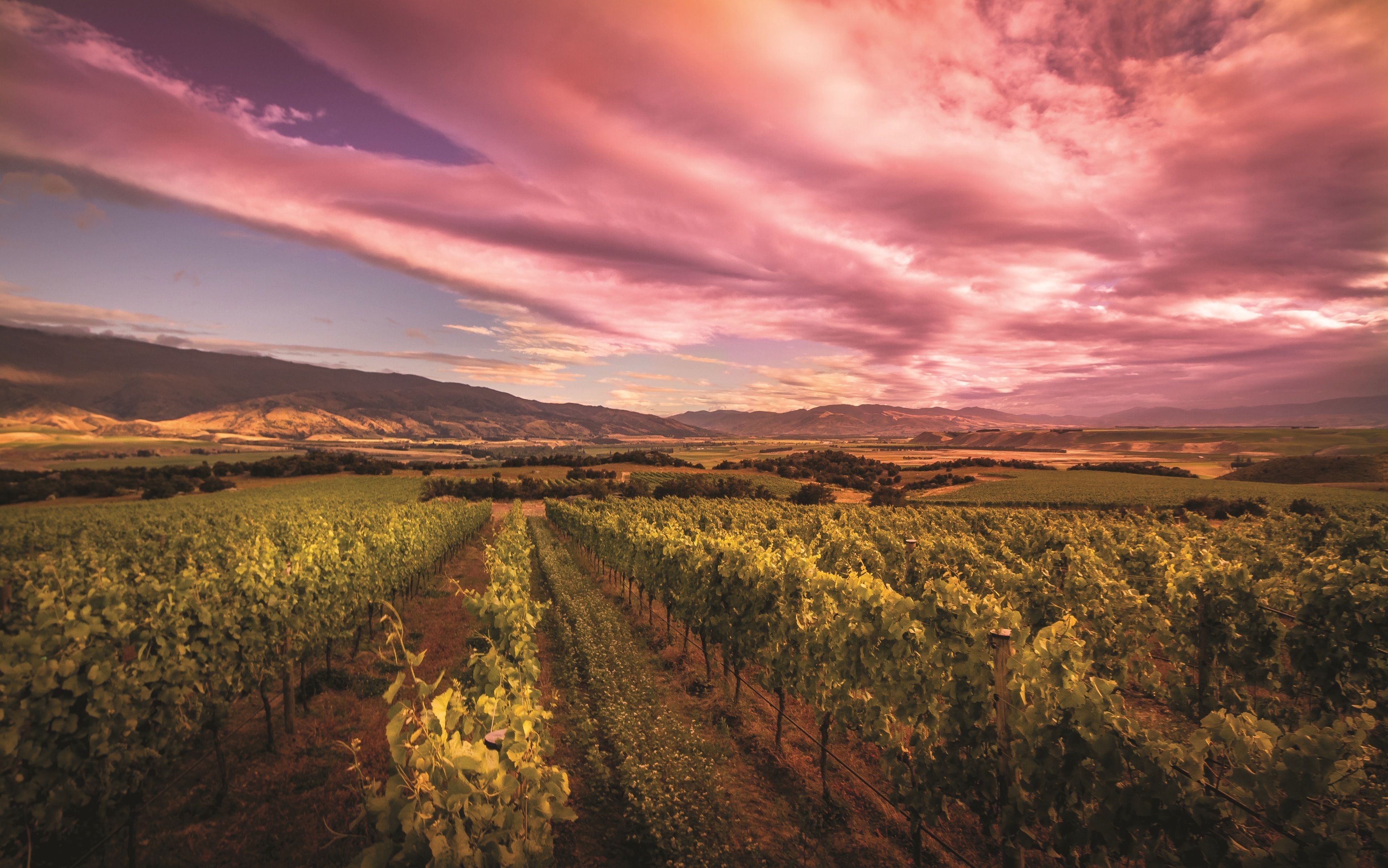 A vineyard with rows of grapevines under a dramatic sunset sky.