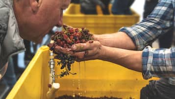 Una persona sostiene un racimo de uvas, con un recipiente amarillo al fondo.