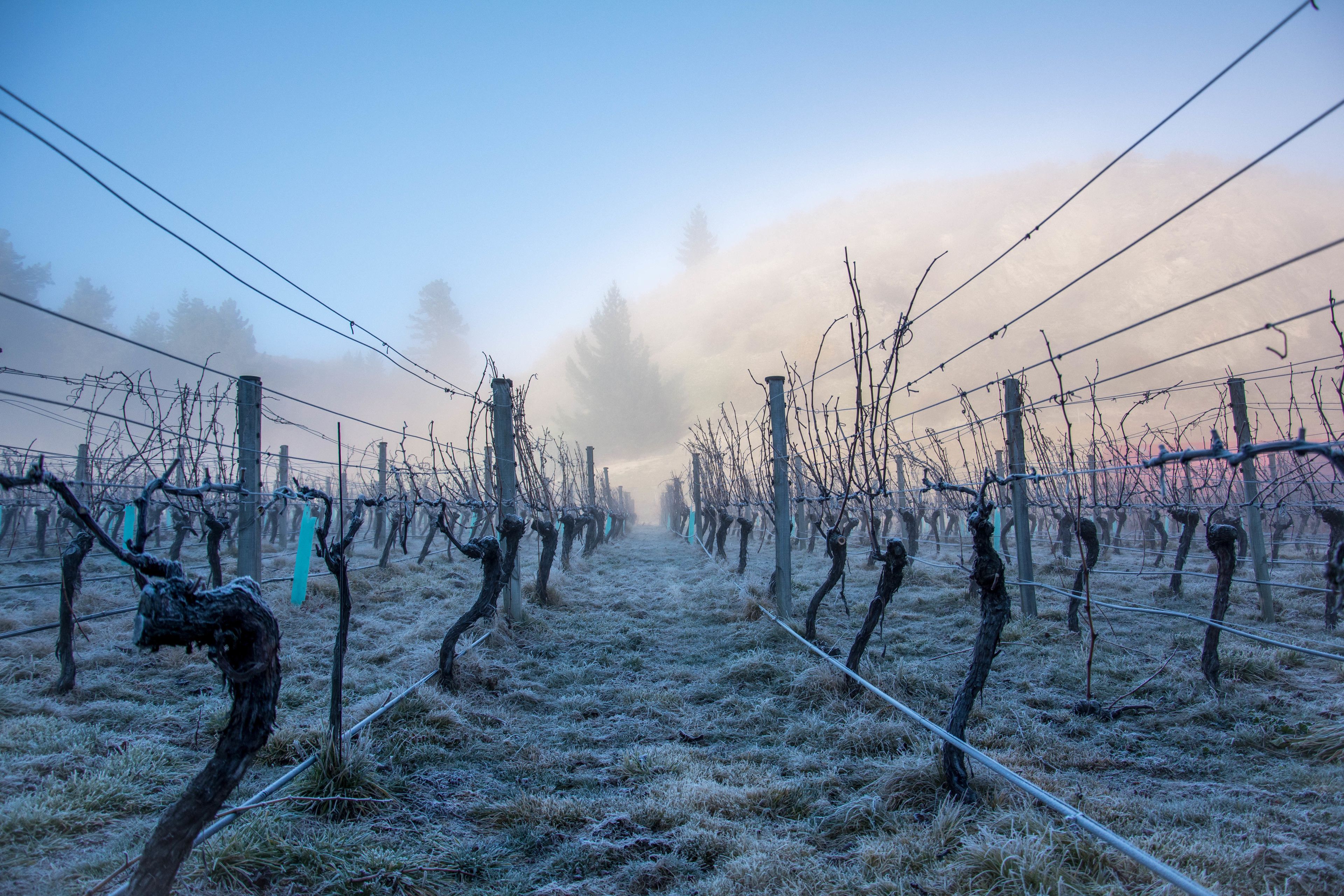 A vineyard with rows of grapevines and a misty background.