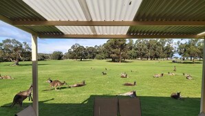 A covered outdoor area with a table and chairs, overlooking a grassy field with kangaroos. - Kalgan River Chalets and Caravan Park (Kalgan)