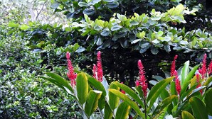 Unclassified image, 3 of 47, button - Buke House (La Fortuna)