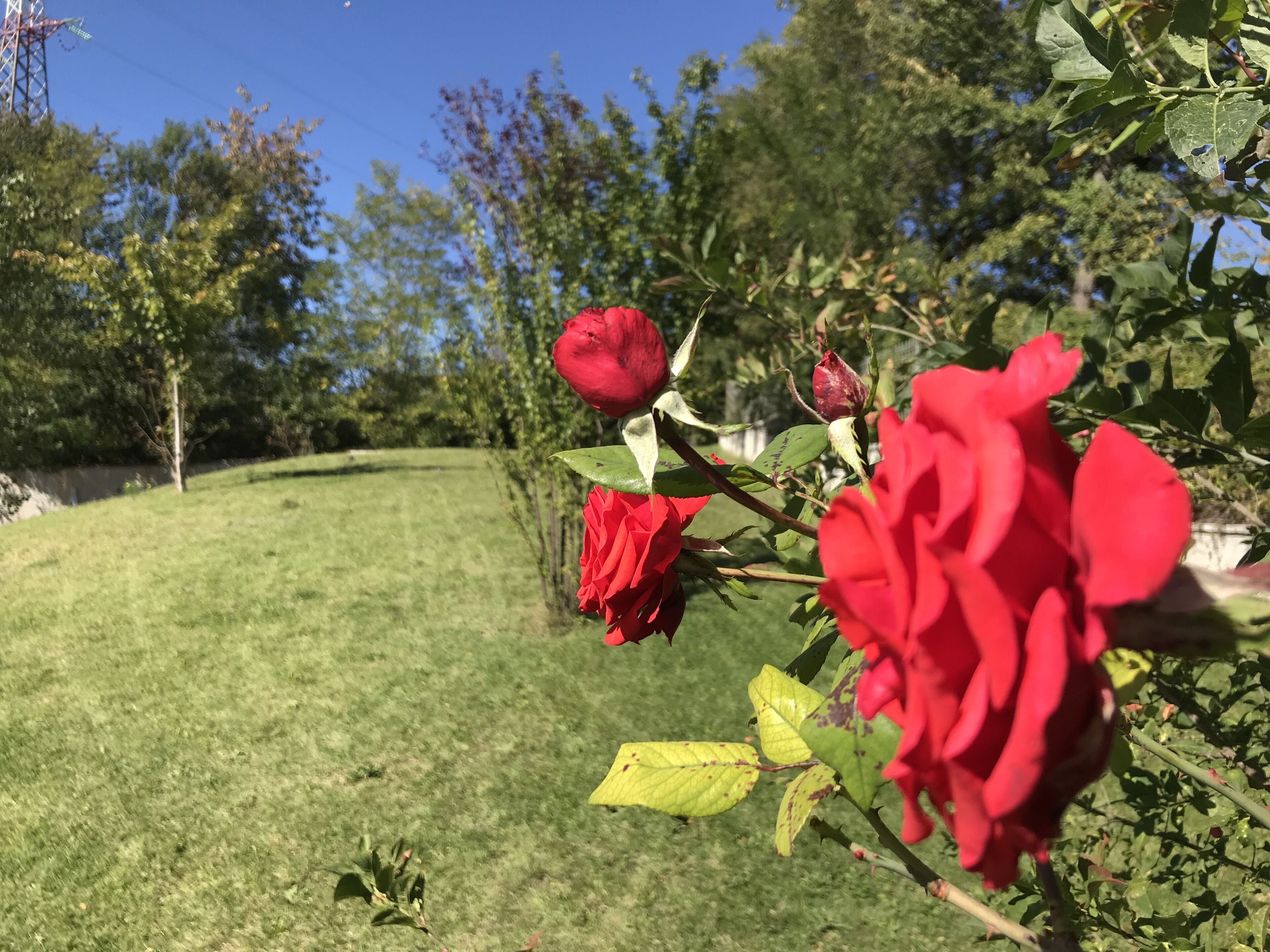Een tuin met rode rozen en groen gras.