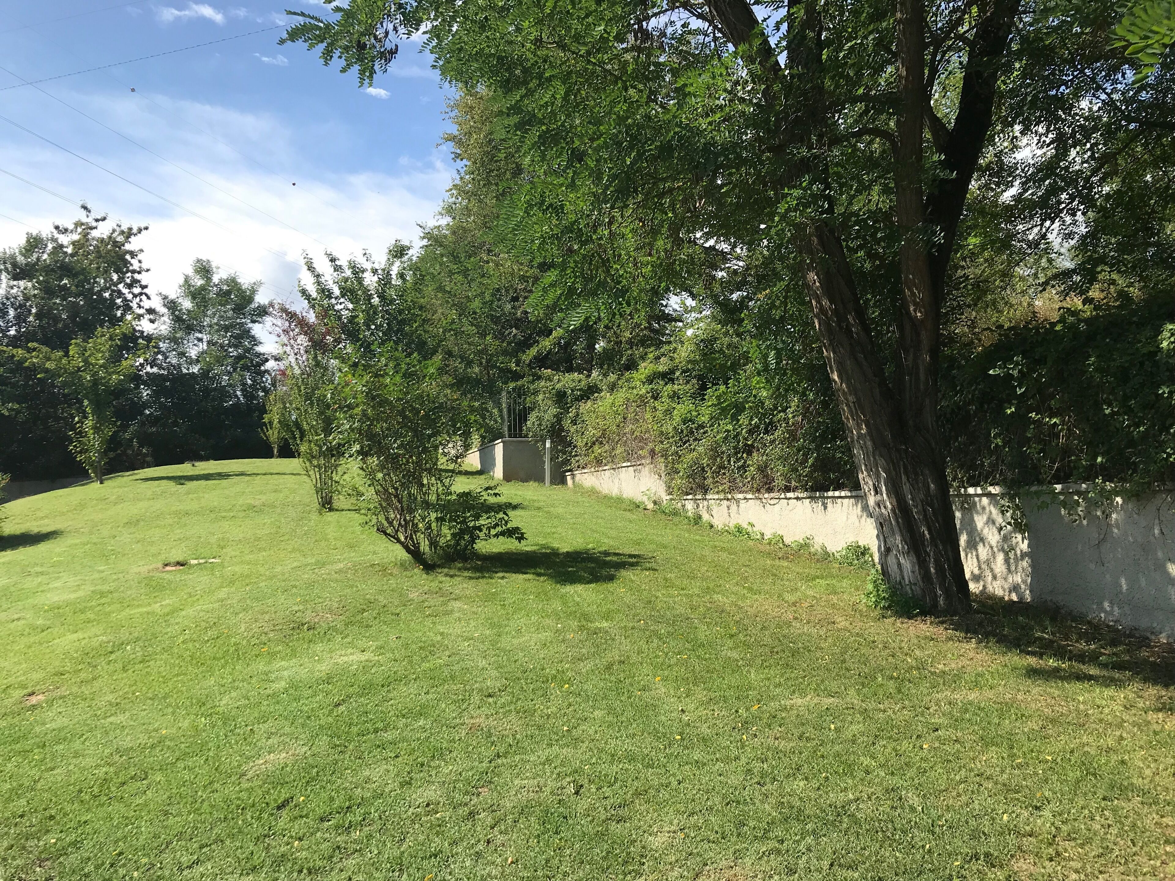 A grassy backyard with a tree, a low wall, and a clear sky.