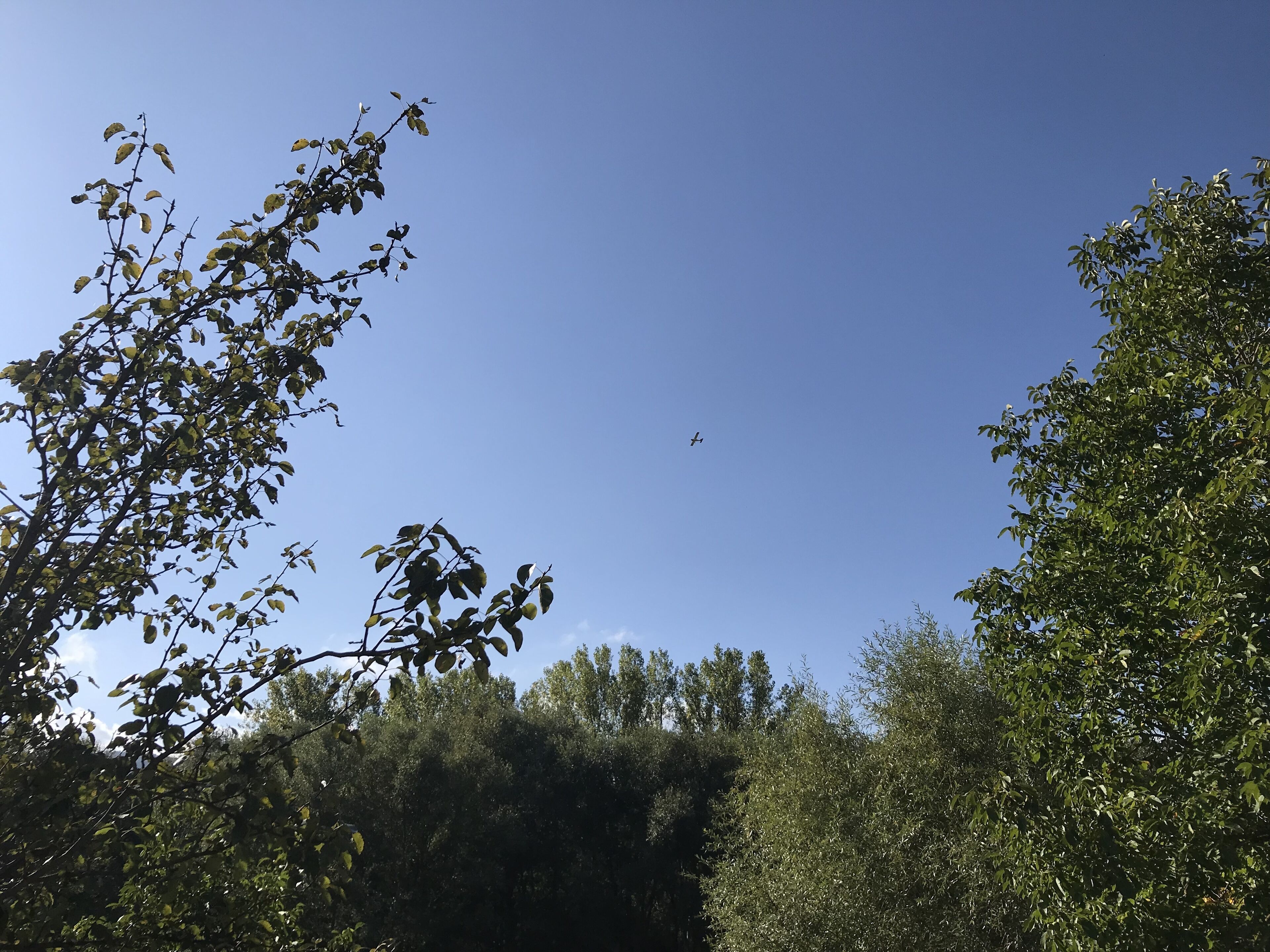 Cielo despejado con un avión volando, rodeado de follaje denso.