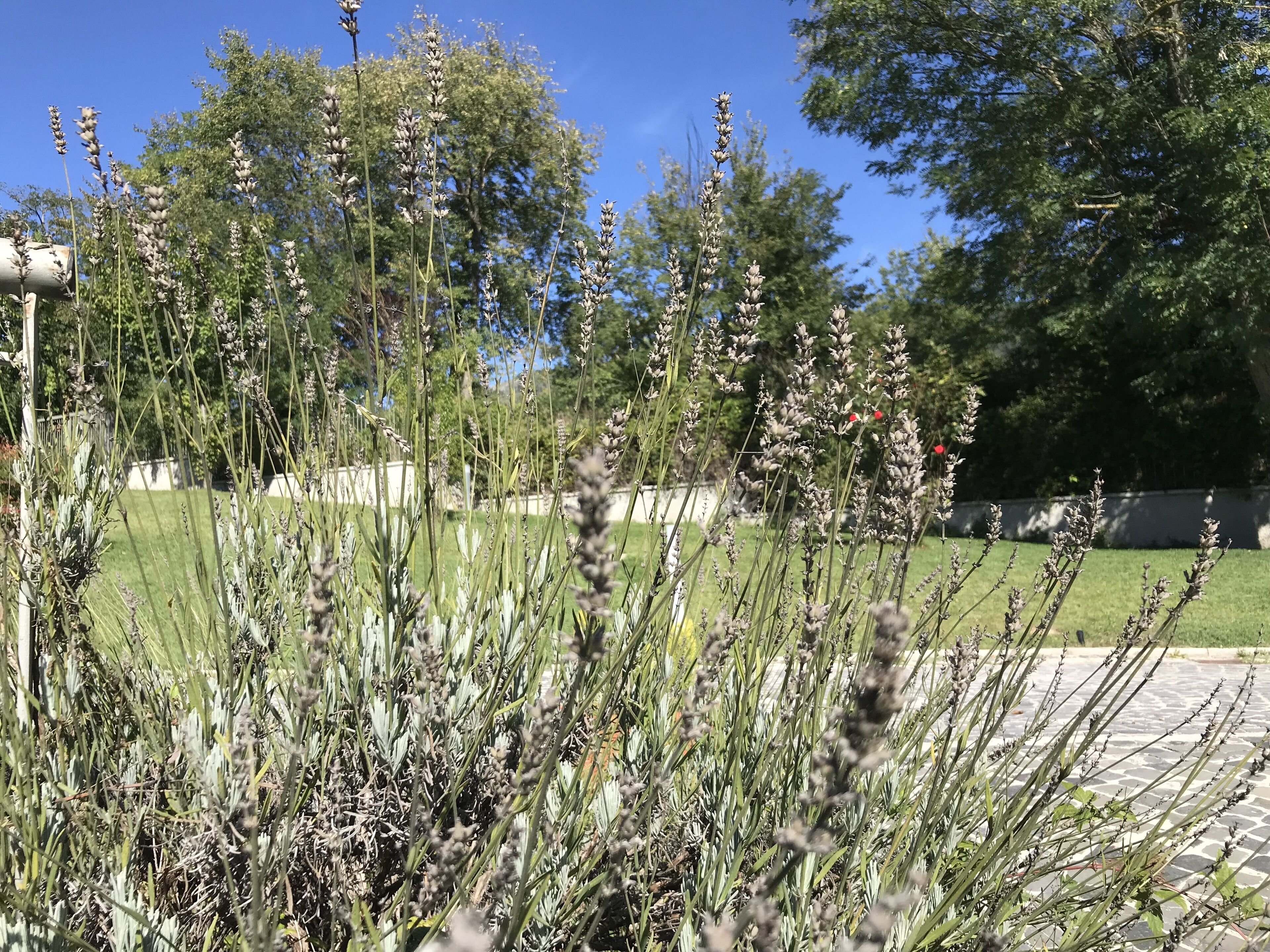 A garden with tall, flowering plants and a paved walkway.