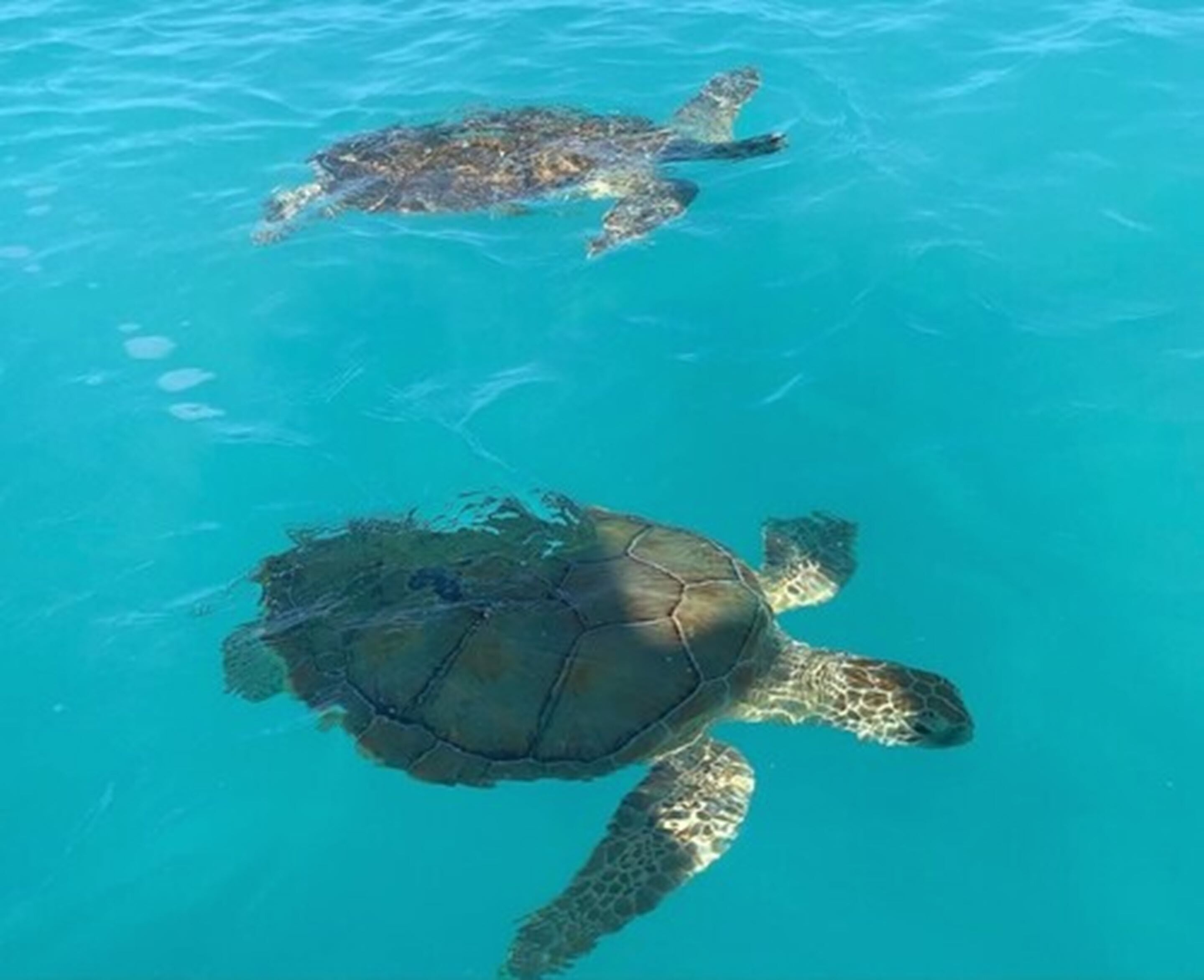 Una tortuga marina nadando en aguas azul cristalinas.