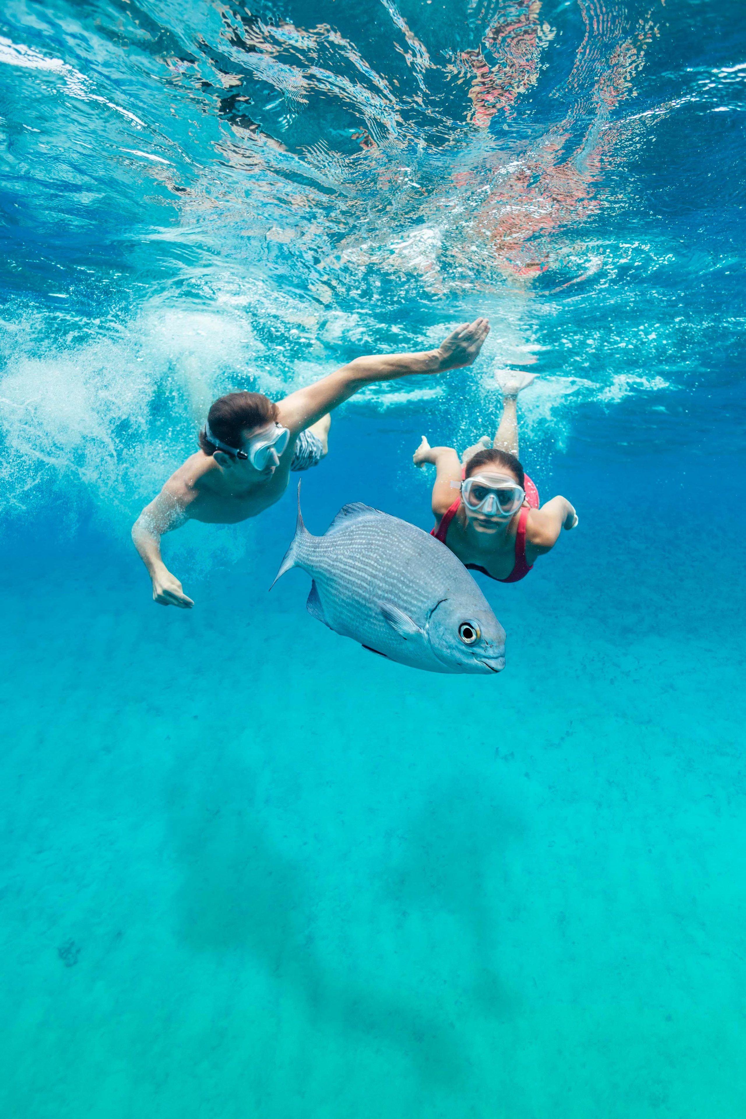 Une scène sous-marine avec deux personnes qui nagent et un grand poisson.
