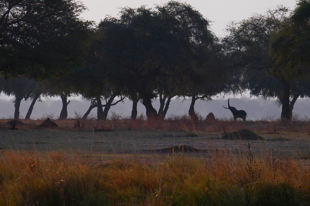 Paisaje natural con árboles y un elefante solitario.