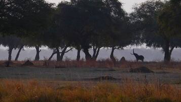 Paisaje natural con árboles y un elefante solitario.