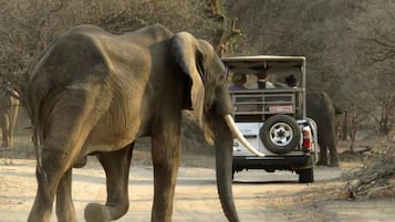 Safari