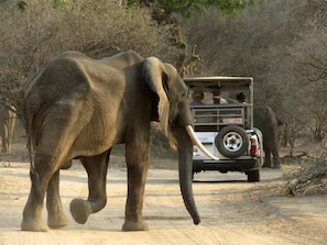 Safari - Mwinilunga Safaris (Hurungwe)