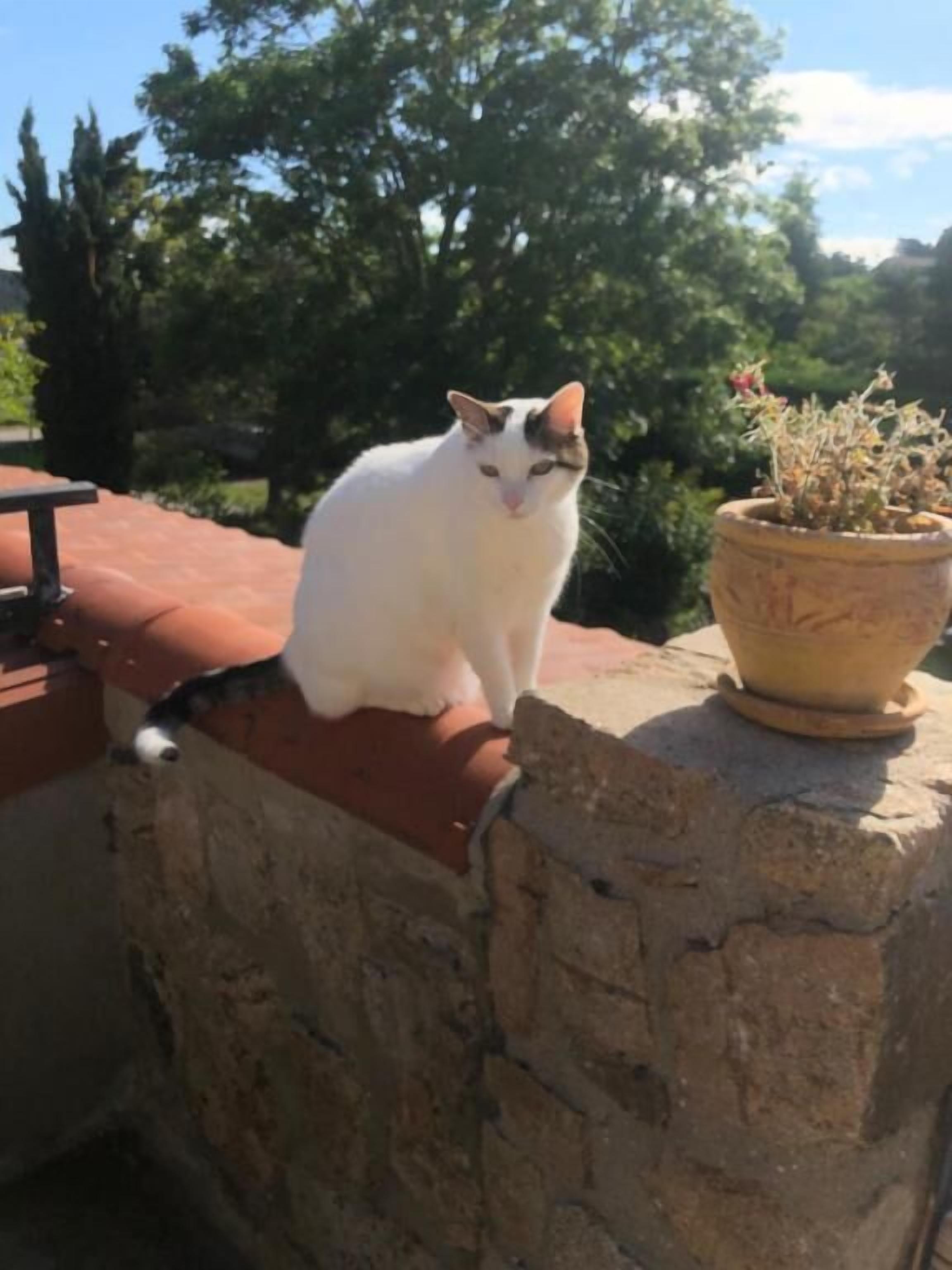 Un gato blanco sentado sobre un muro de ladrillo con una maceta cerca.