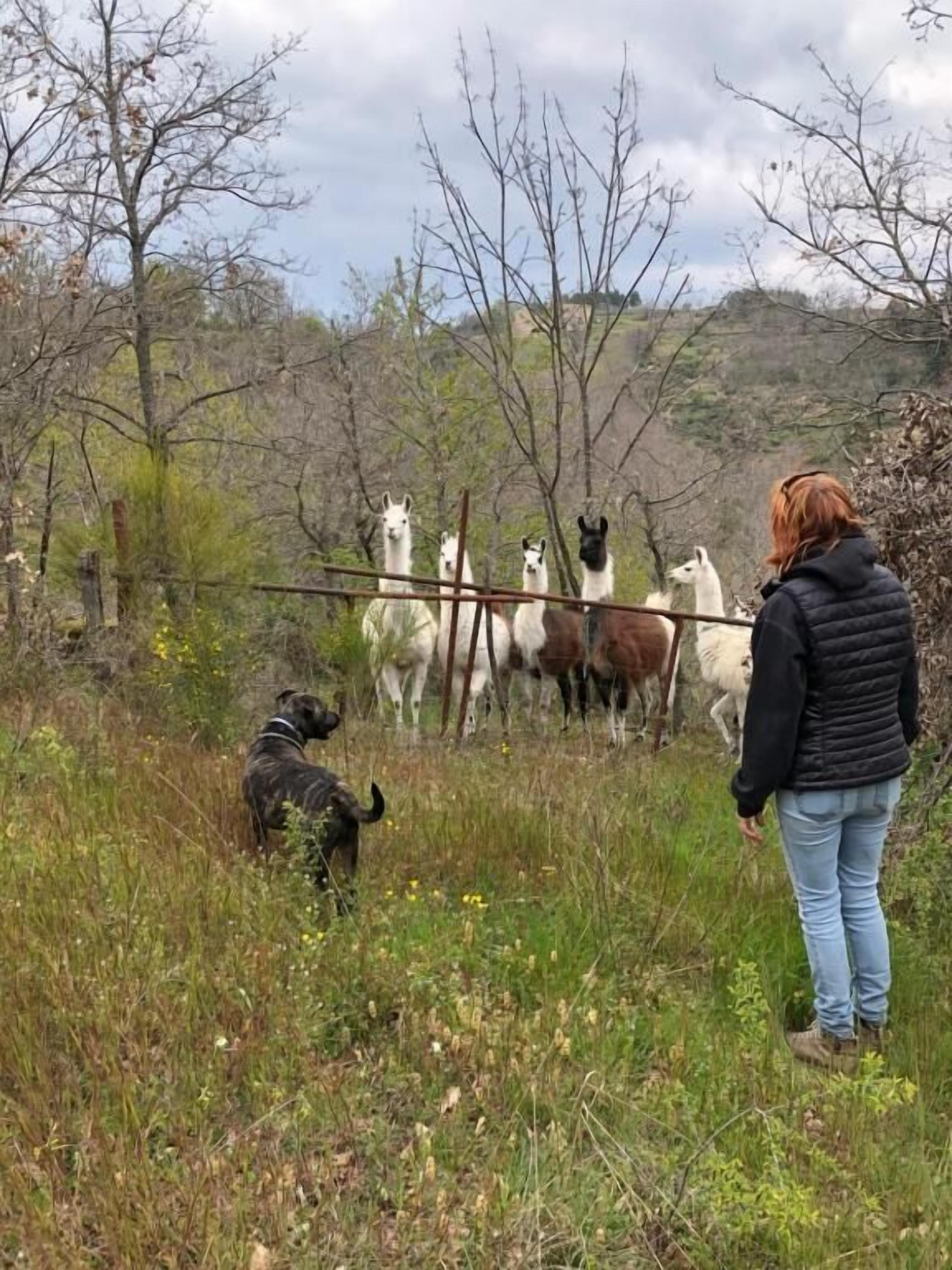 Une personne se tient dans un champ, avec un groupe de chevaux derrière une clôture.