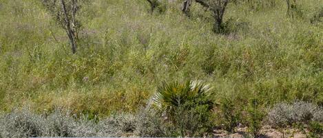 Seasonal outdoor pool, open 9:00 AM to 9:00 PM, sun loungers