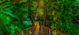 Noah's Forest by Tifakara