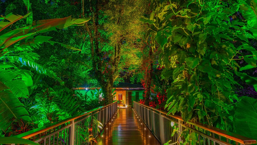 Noah's Forest by Tifakara