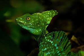 A close-up of a green lizard with distinctive markings and a yellow eye.