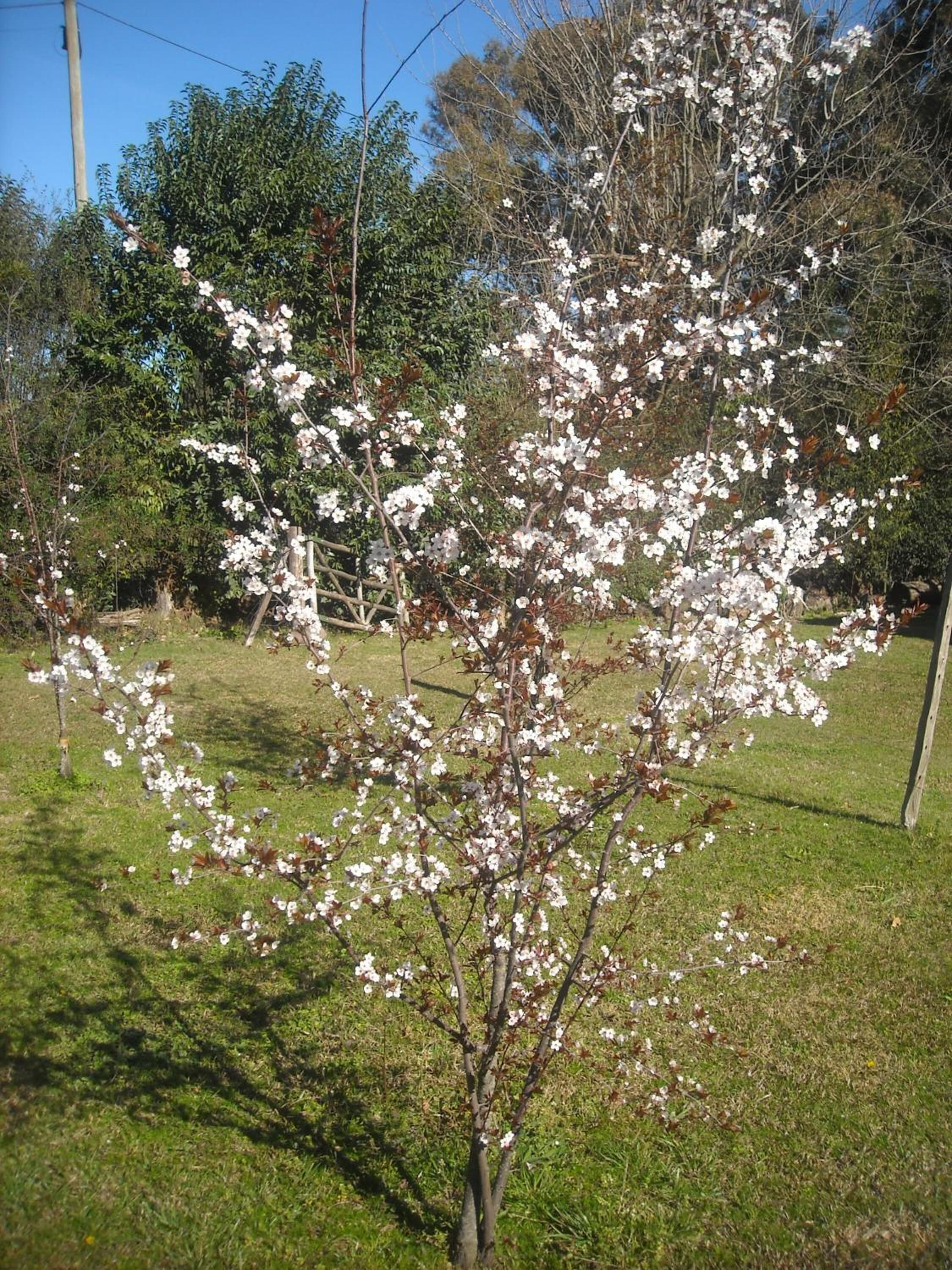 Un albero con fiori bianchi in un prato.