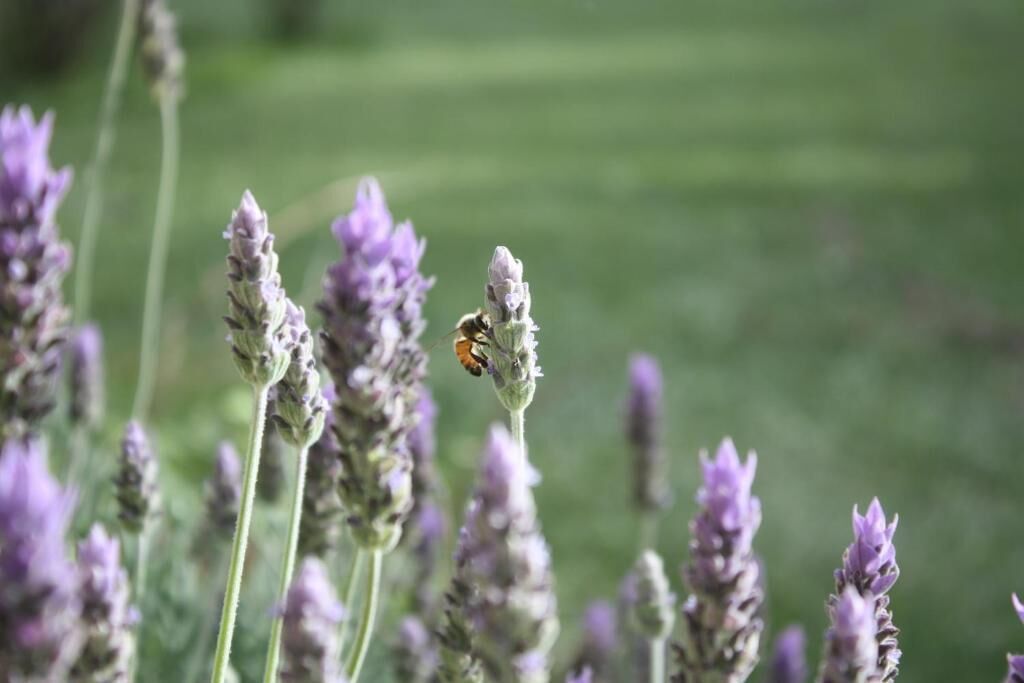 Una abeja sobre una planta de lavanda.