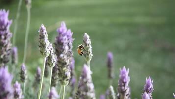 Una abeja sobre una planta de lavanda.