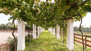 Un vignoble avec des rangées de vignes soutenues par des piliers blancs, un mur de pierre à gauche et une clôture en bois à droite.
