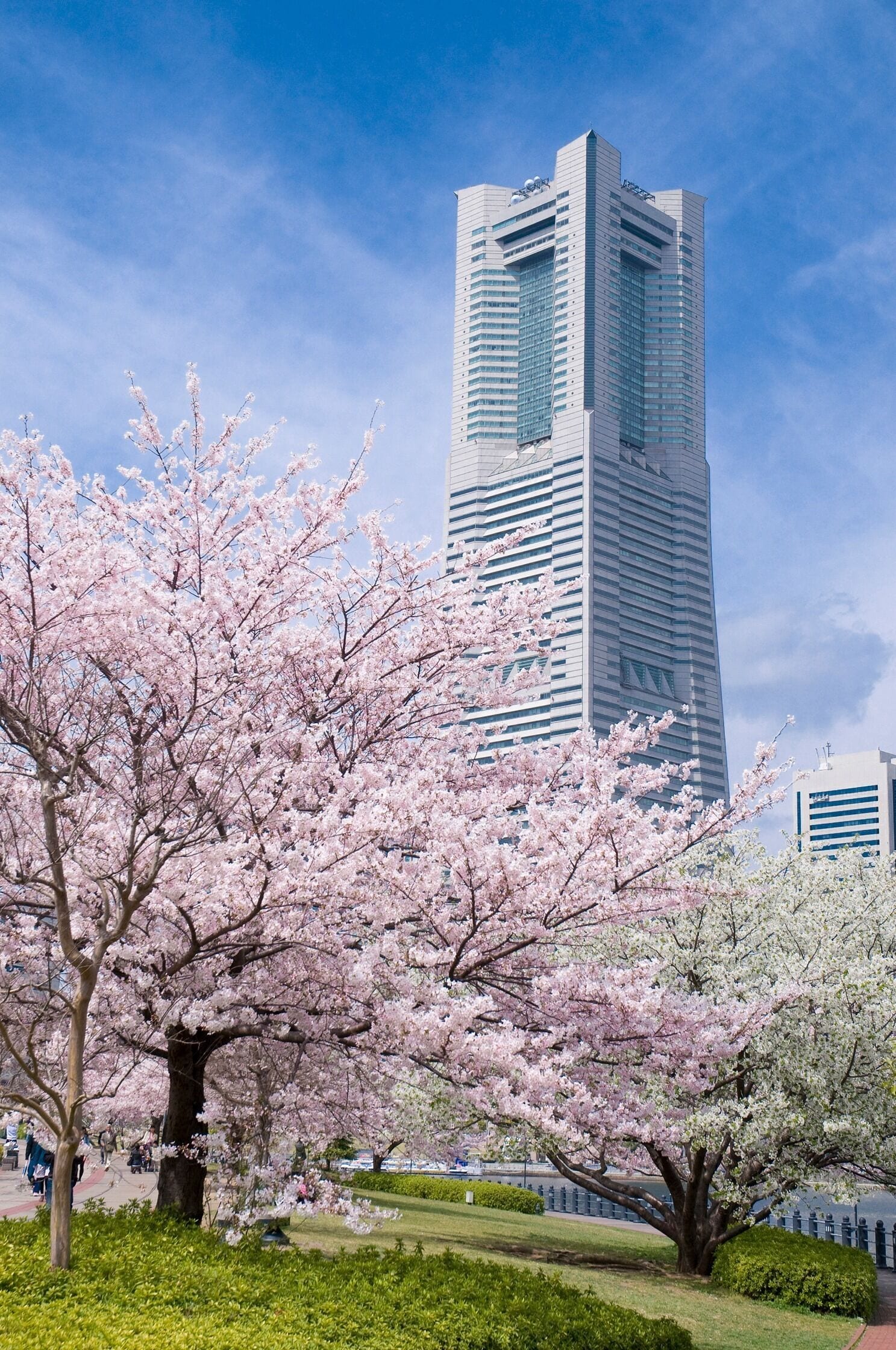 A tall modern building with a rectangular base and a narrow top, surrounded by a park with cherry blossom trees.