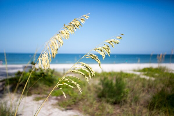 Camastros y toallas de playa 