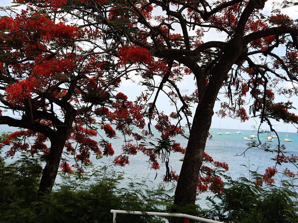 Un árbol con flores rojas y vista al mar con barcos.