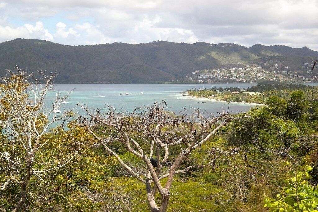 A coastal landscape with a view of the sea, a tree in the foreground, and a distant town.
