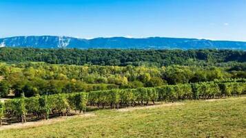 A vineyard with rows of grapevines and a mountainous backdrop.