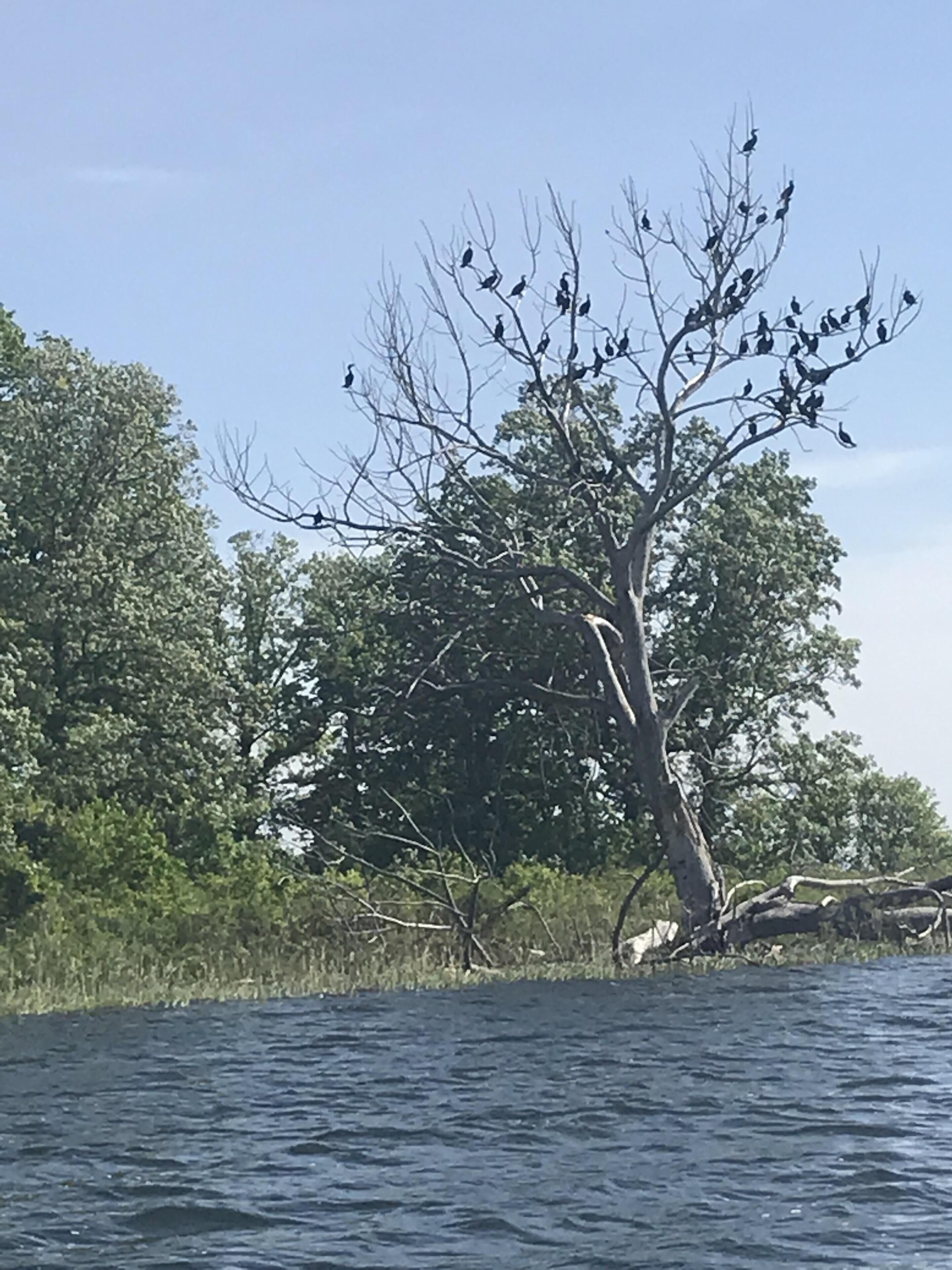 Un arbre au bord d’une étendue d’eau, avec des branches qui s’étendent au-dessus de l’eau.