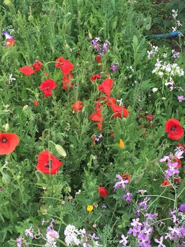 B&B Florence et Francis