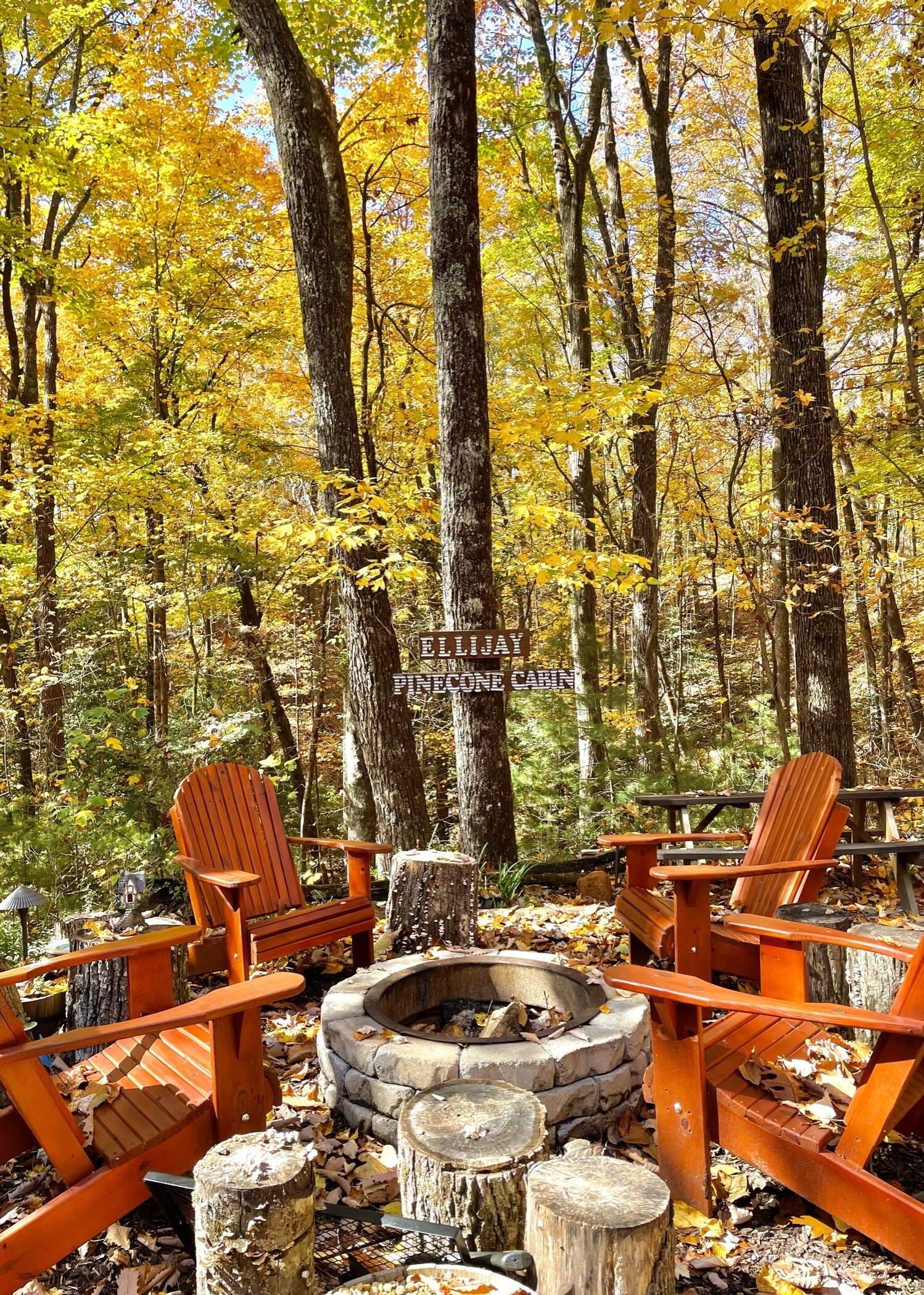 A forested area with a fire pit and wooden chairs.