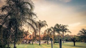A grassy outdoor area with palm trees and a clear sky. - Parque Hotel Holambra (Holambra)