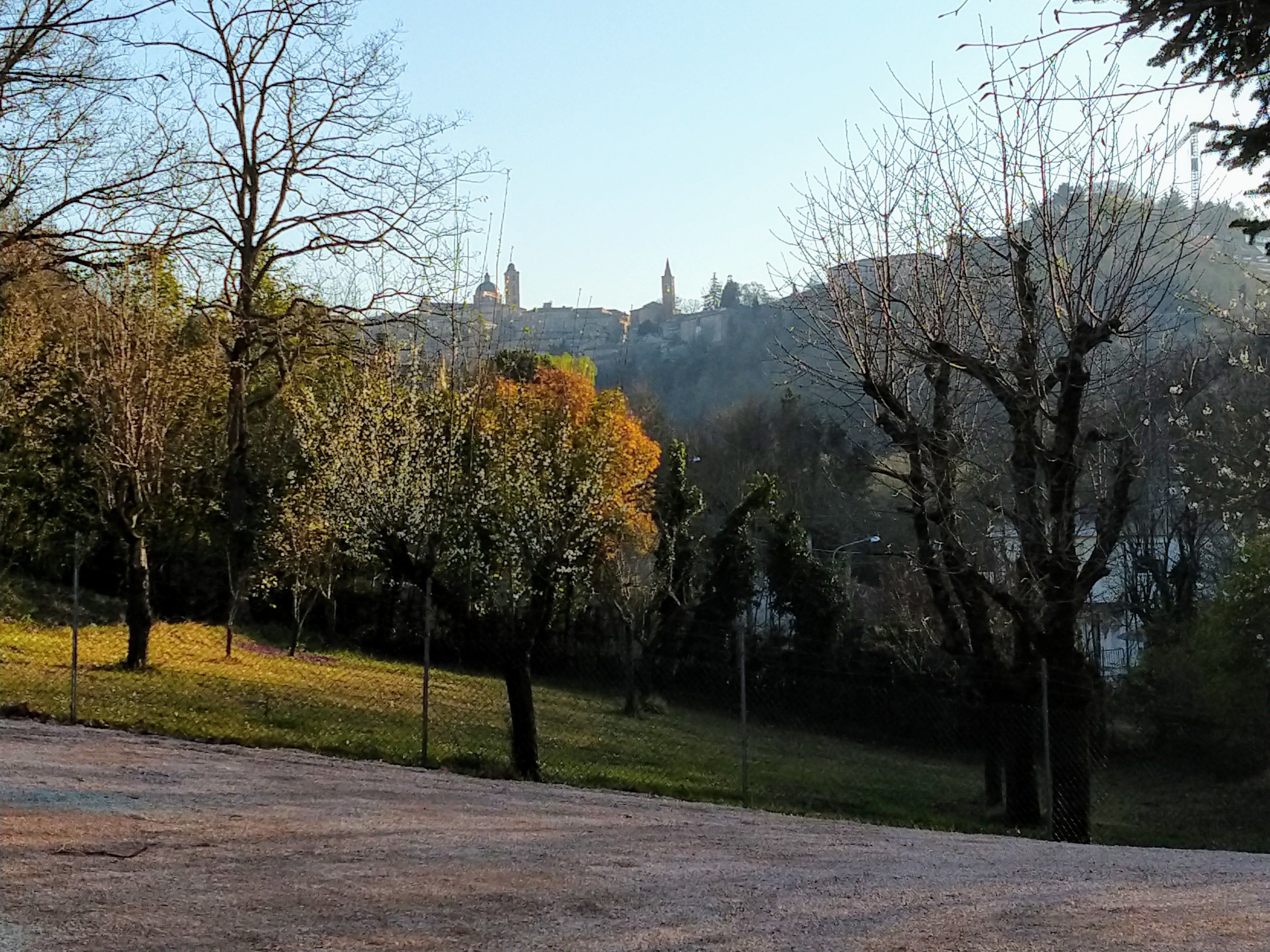 A park with trees and a distant view of a cityscape.